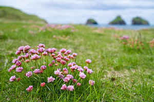 Engels gras op de Westman eilanden, IJsland
