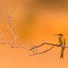 Swallow-tailed Bee-eater! by Robert Kok