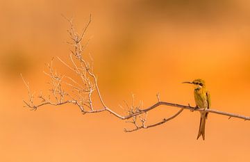 Swallow-tailed Bee-eater! van Robert Kok