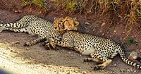 Cheetah