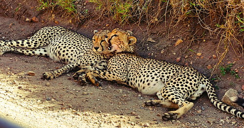 Cheetah