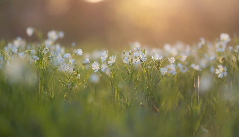 Sonnen waldblumen von Tania Perneel