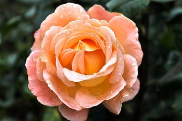 Close-up van een rozenbloesem van MPfoto71
