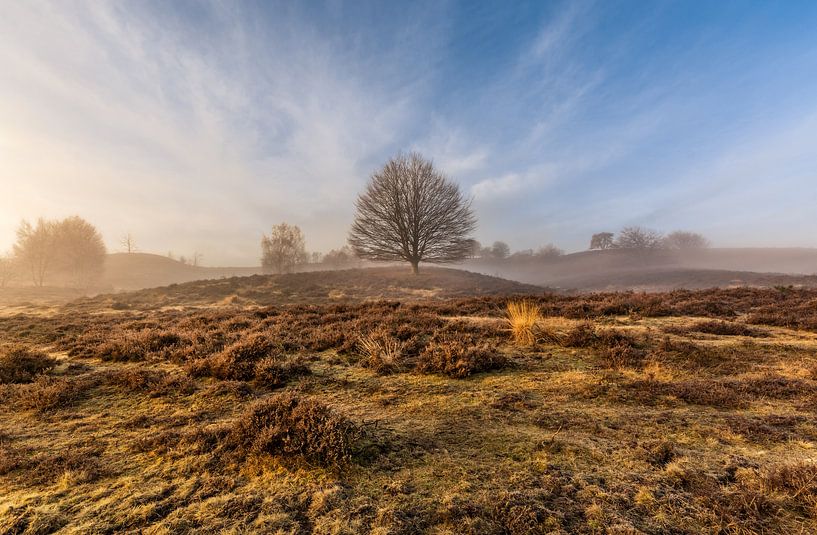 Schönes warmes Licht bei Sonnenaufgang auf dem Posbank von Mario Visser