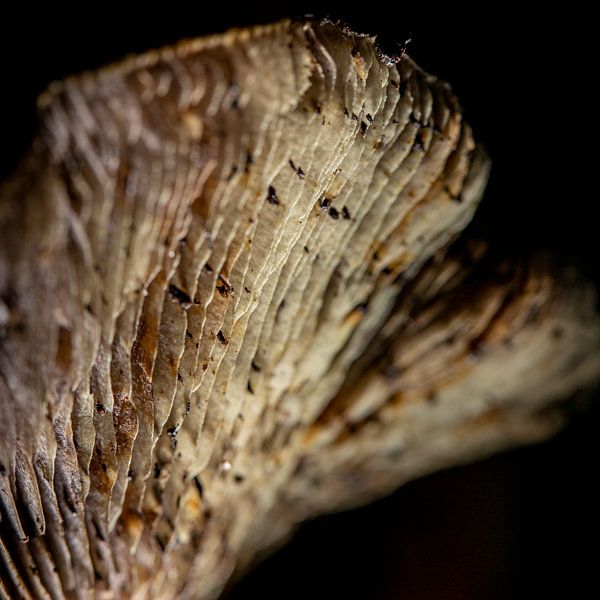 Les spores d'un champignon dans un fond noir par Hans de Waay