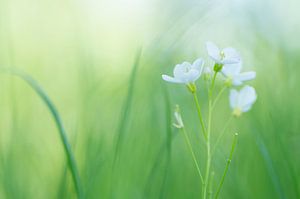 Zartheit (Weißer Pfingstblume zwischen den Gräsern)