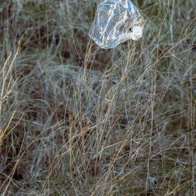 strange bloom by karin van Bylevelt