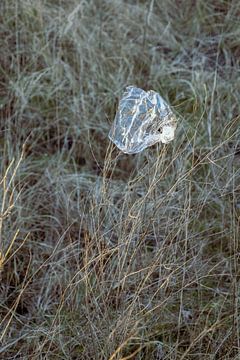 strange bloom by Karin van Bylevelt