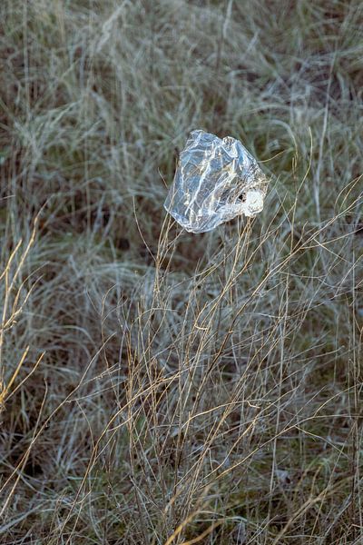 vreemde bloei van Karin van Bylevelt