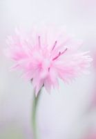 Korenbloem in zacht roze
