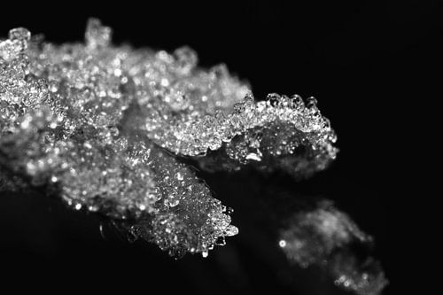 Leaf with snow crystals in black and white