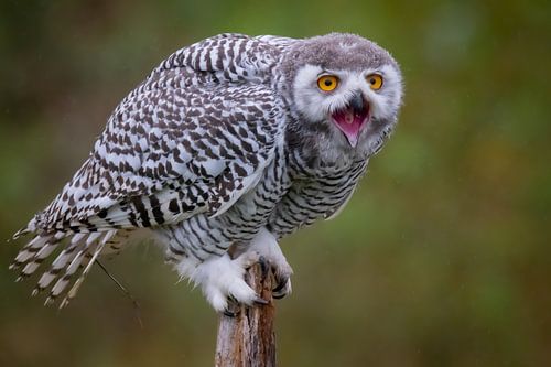 Harfang des neiges assis sur une souche d'arbre sur Bas Greevink