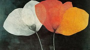 Coquelicots