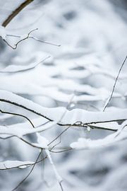 sneeuw op takken in het bos | witte kleuren | winterfoto van Karijn | Fine art Natuur en Reis Fotografie