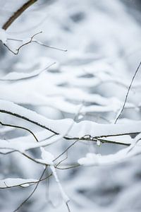 sneeuw op takken in het bos | witte kleuren | winterfoto