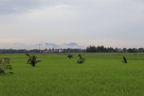 Endless rice fields in Vietnam