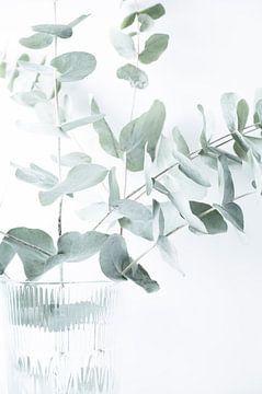 Zacht groene eucalyptus takken in een vaas - natuur en reisfotografie