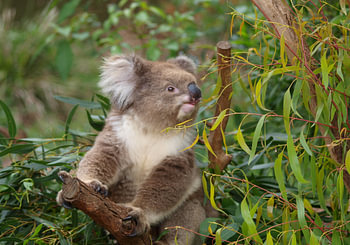Cute Koala in Eucalyptus Tree | Wall Art Print