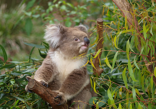 Schattige koala in een eucalyptusboom | Wandprent