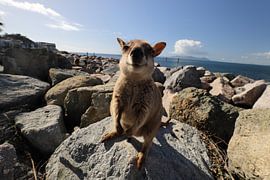 allied rock-wallaby , Petrogale assimilis Magnetic Island in Queensland, Australia