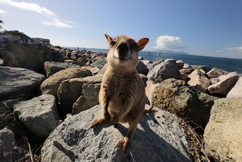 Geallieerde rotswallaby , Petrogale assimilis Magnetic Island in Queensland, Australië