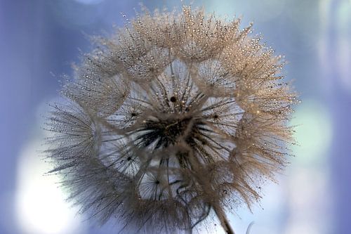 Wassertropfen auf dem Samen des Wiesenbocksbarts