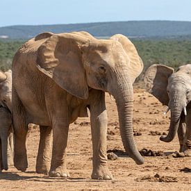 Elefantenfamilie von Martin van der Kruijk