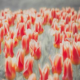 Tulpen van van den Burg Beeldproducties