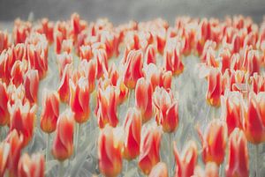 Tulpen