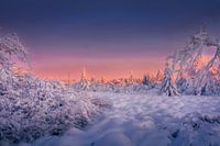 Sunset Glow over Snowy Forest in Malmedy, Belgium