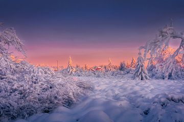 Zonsondergang over besneeuwd bos in Malmedy, België van Arda Acar