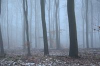 Bomen in de nevel
