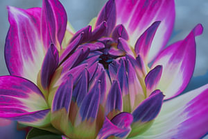 Moderne art met een dahlia