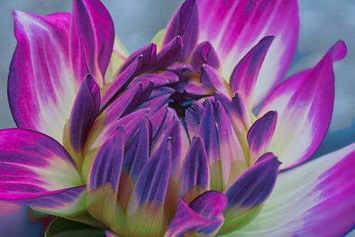 Art moderne avec un dahlia