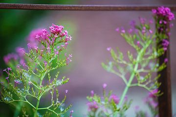 Bloemen van Miranda Jansen Fotografie