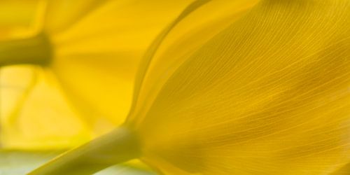 Panorama van twee gele tulpen in het licht