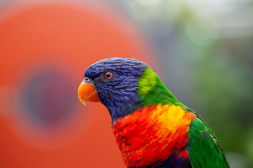 Portrait Colourful Rainbow Lorikeer (Small Parrot)