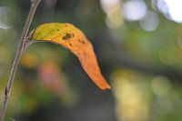 Leaf...