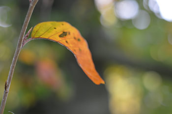 Leaf...
