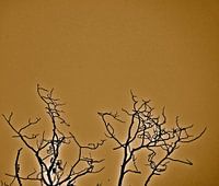 yellow woods