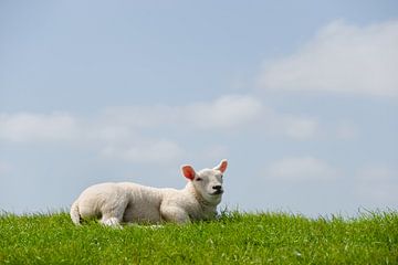 Lamb on the dike by Marieke van de Velde
