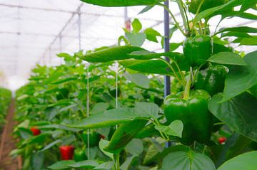 Rode en groene paprika groeien op paprikaplanten in een kas van Sjoerd van der Wal