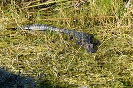 USA, Florida, Crocodile sitting in the sun of everglades swamp by adventure-photos
