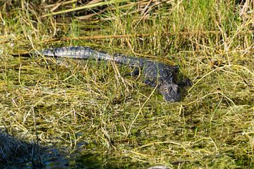 USA, Florida, Krokodil sitzt in der Sonne des Everglades-Sumpfes von adventure-photos