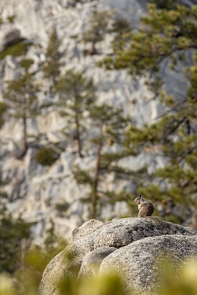 A squirrel sunbathing at the base of Half-Dome by Thomas Bekker