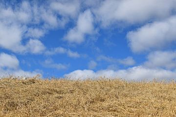 Een haverveld onder een blauwe hemel van Claude Laprise