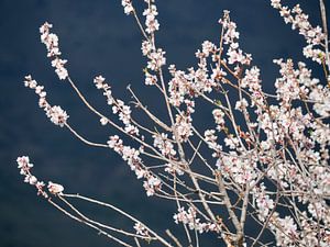 Zweig Mandelblüte vor einem dunklen Hintergrund