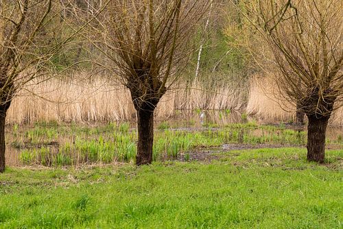 Pollard willows in the national nature reserve of Saeffelen
