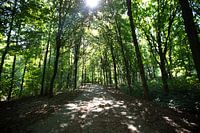 Die vielen Blätter von Bäumen am Himmelzelt im Emsland, Niedersachsen, Deutschland