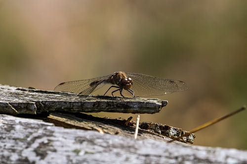 libellule sur branche morte
